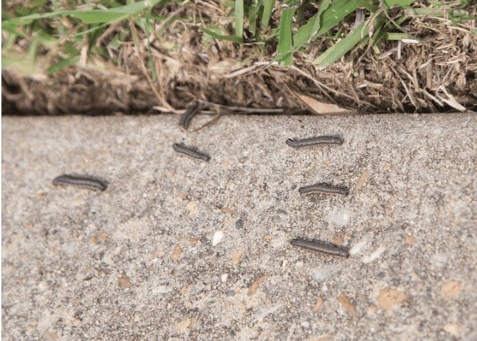 Army Worms Army Worms