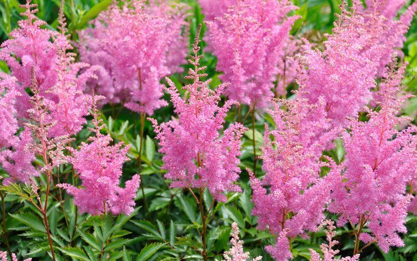 Astilbe A beautiful cluster of blooming pink and white Astilbe plants in a shade garden