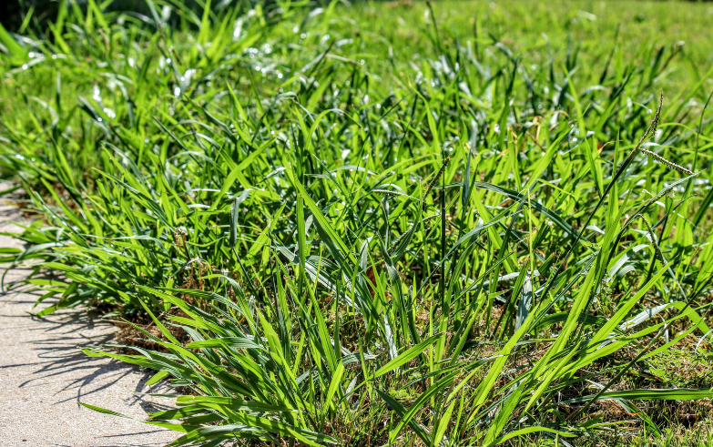 Crabgrass Killer Crabgrass Killer