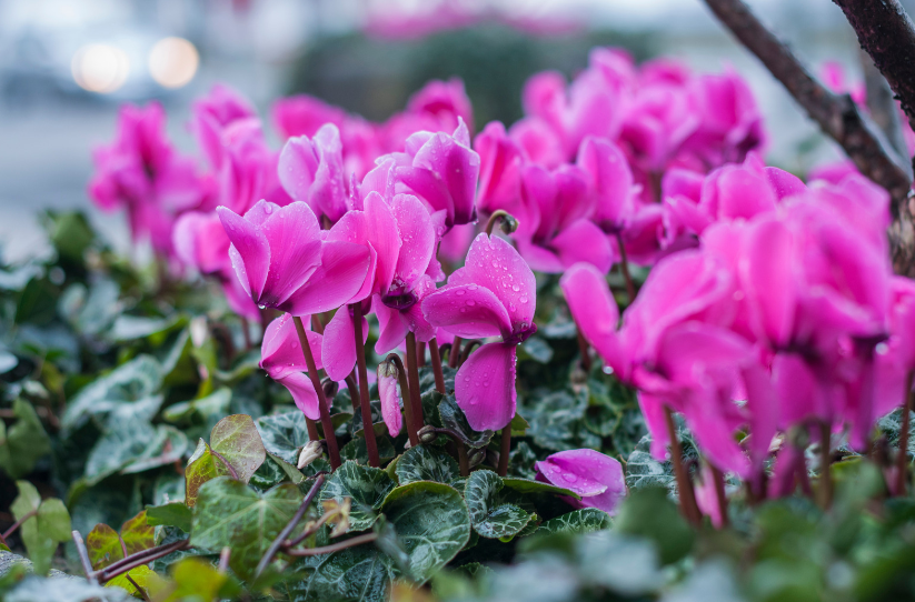 Cyclamen Plant Cyclamen Plant