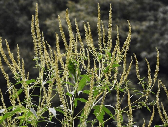 Giant Ragweed Giant Ragweed