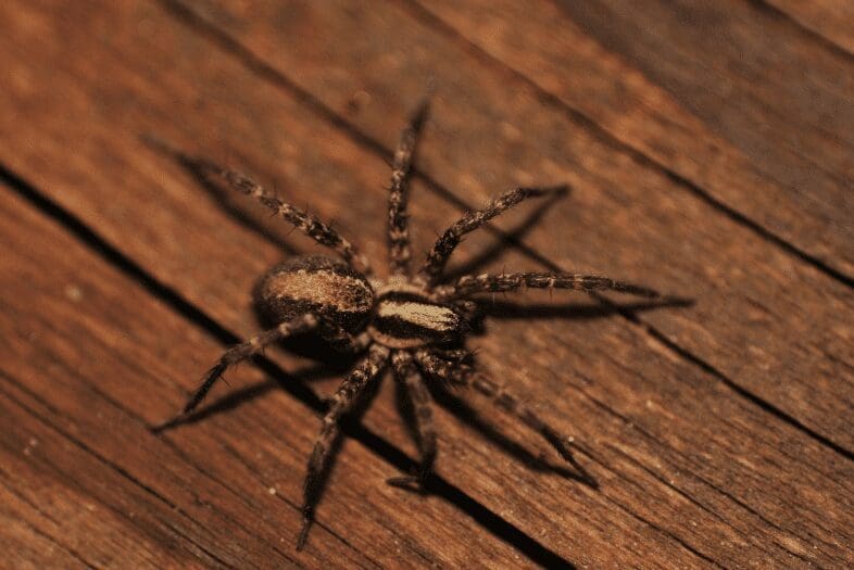 How To Prevent Spiders Coming In The House How To Prevent Spiders Coming In The House