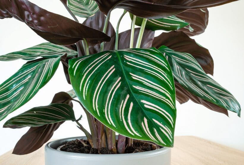 Prayer Plant Prayer Plant