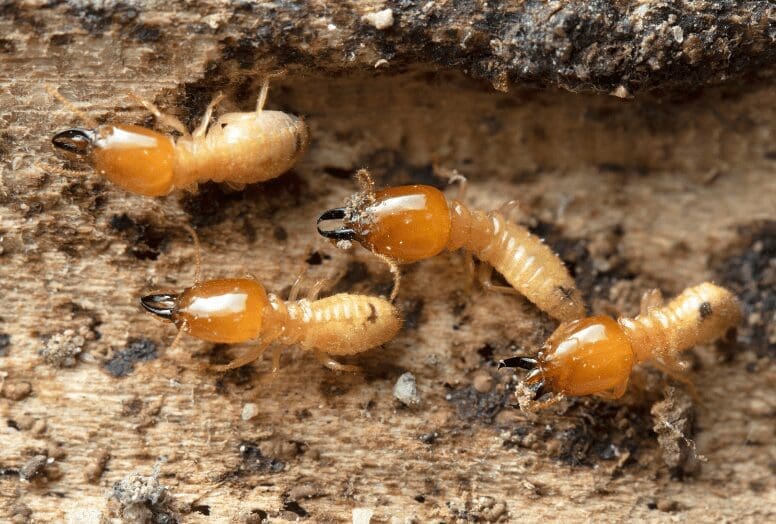 Termites Damaging Wood Close-up of termites crawling on severely damaged and hollowed-out wood.