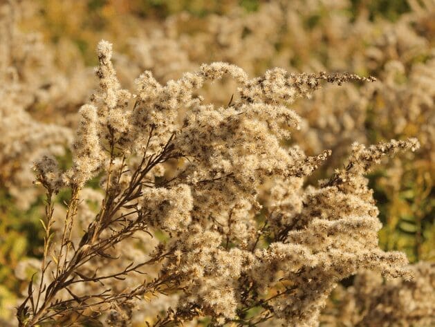 ragweed2