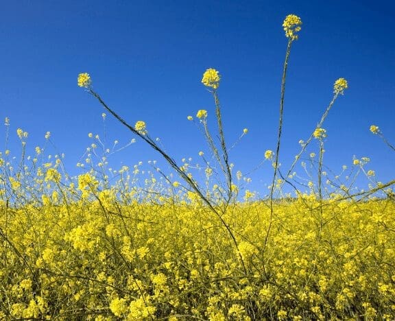 ragweed3