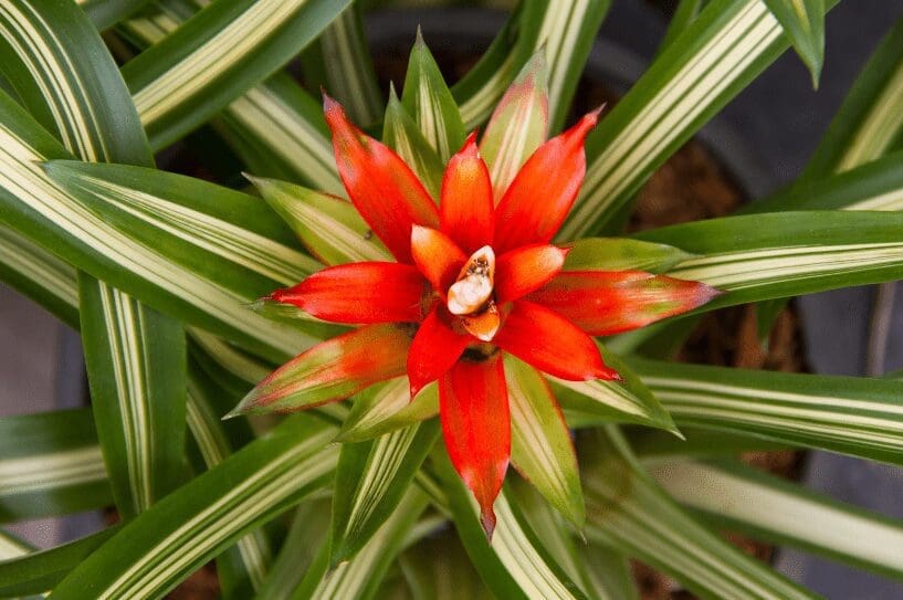 Bromeliad Plant Bromeliad Plant