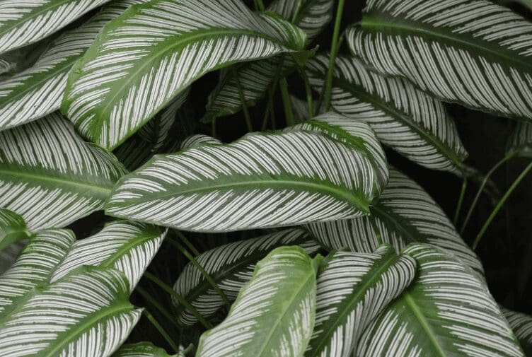 Calathea 'White Fusion' Calathea 'White Fusion'