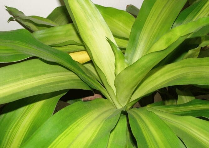 Dracaena fragrans Limelight Dracaena fragrans Limelight