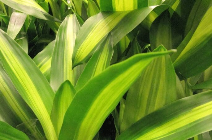 Dracaena fragrans Massangeana Dracaena fragrans Massangeana