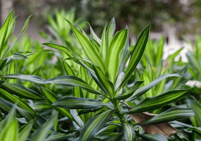 Dracaena fragrans Victoria Dracaena fragrans Victoria