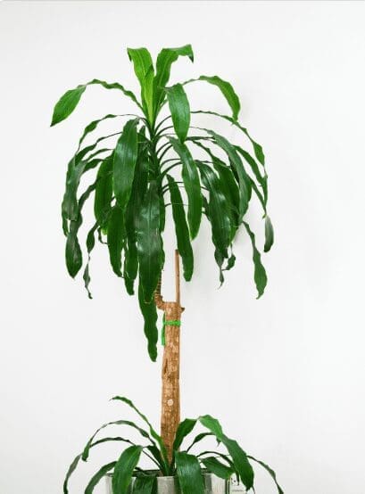 Dracaena fragrans Lemon Lime Dracaena fragrans Lemon Lime