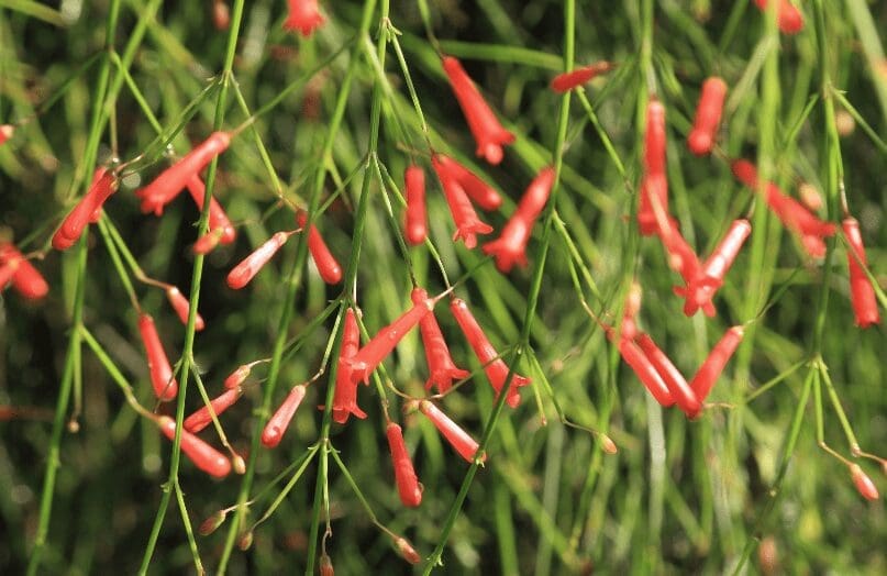 Firecracker plant, Russelia equisetiformis Firecracker plant, Russelia equisetiformis