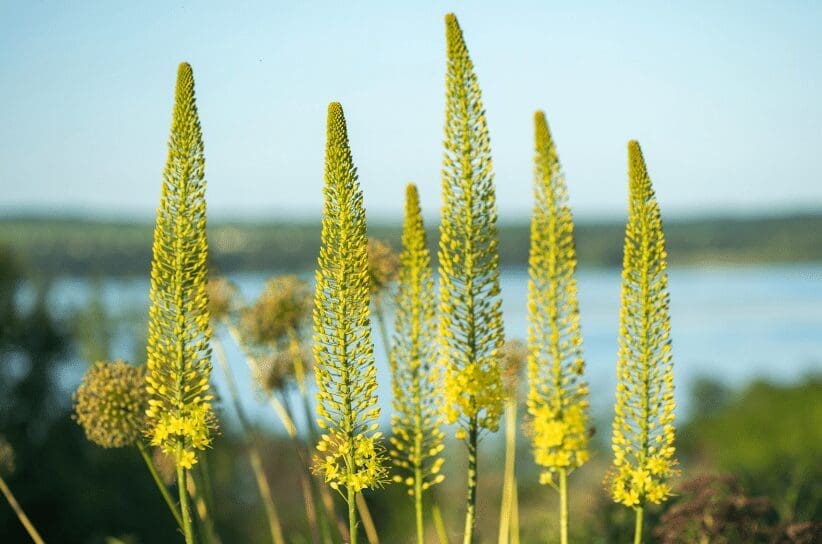 Foxtail Lily Foxtail Lily