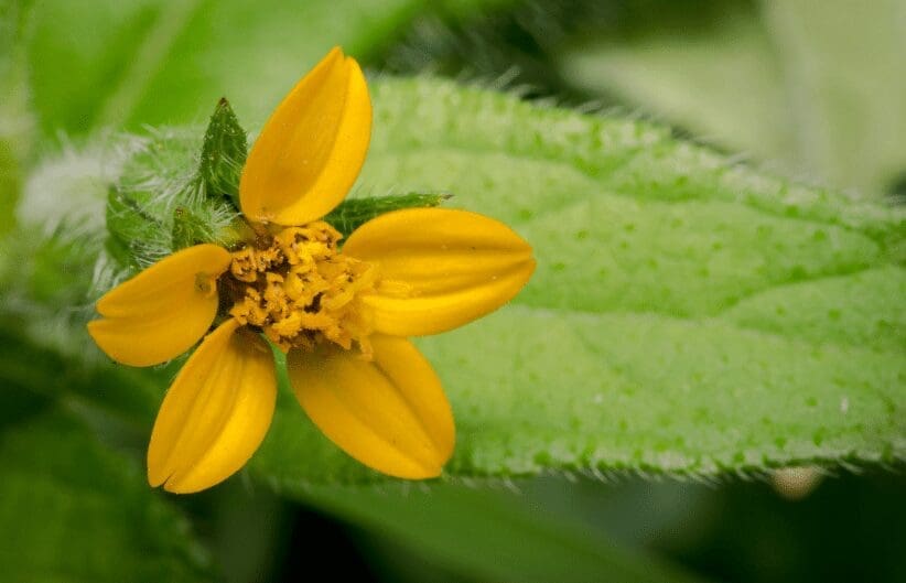 Golden Star - chrysogonum virginianum Golden Star - chrysogonum virginianum
