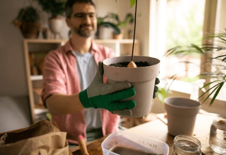Growing Avocado Growing Avocado