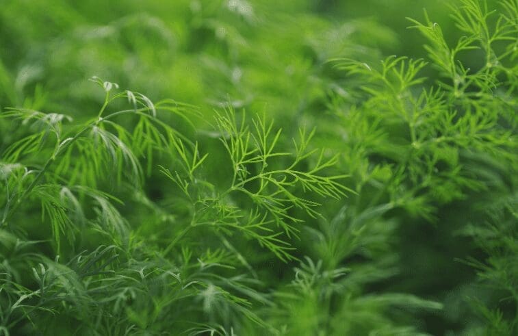 How To Harvest Dill From Seed How To Harvest Dill From Seed
