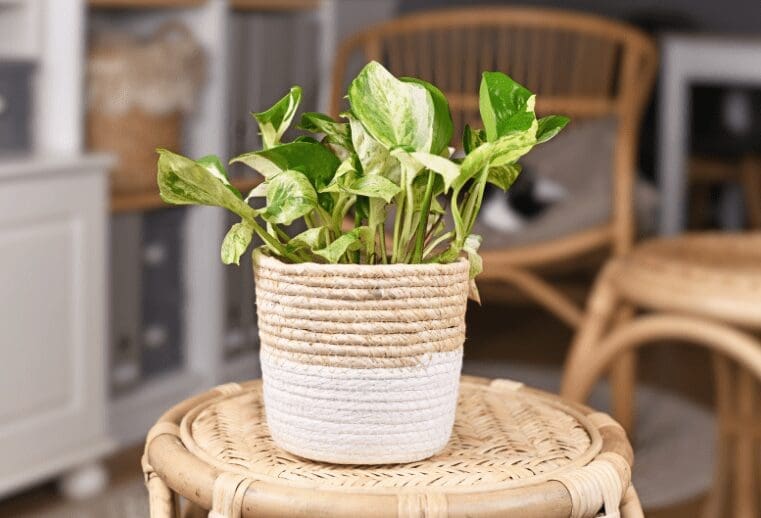 Manjula' pothos - Epipremnum Aureum Manjula' pothos - Epipremnum Aureum