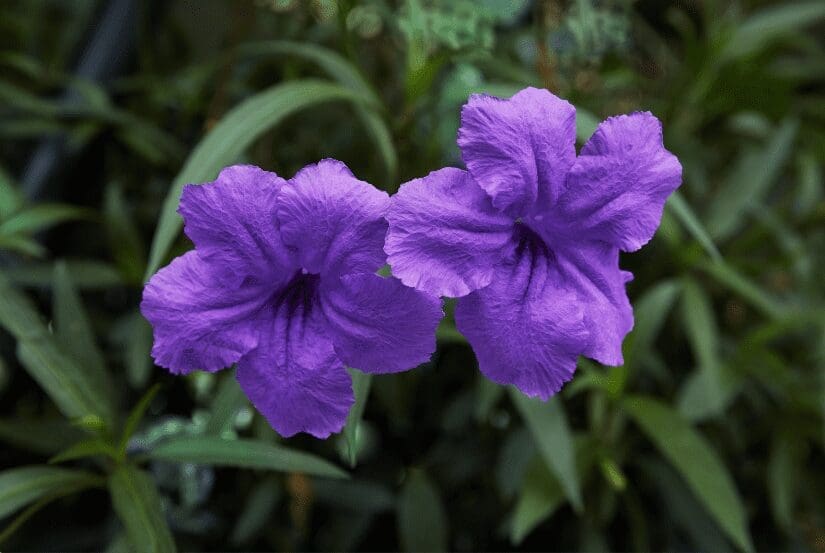 Mexican Petunia Mexican Petunia