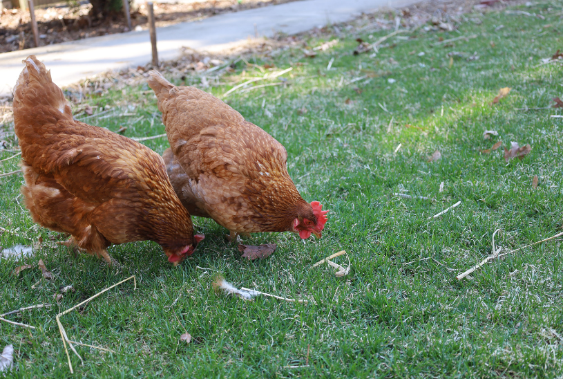 Raising Chickens Raising Chickens