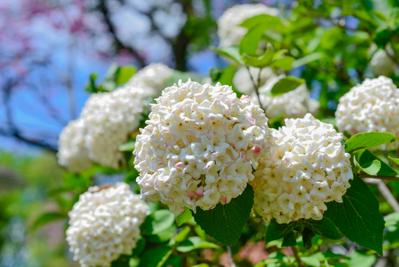 Snowball Bush Viburnum Snowball Bush Viburnum