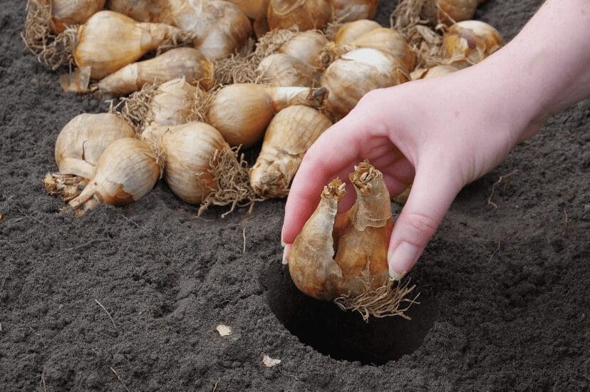 exotic summer-blooming bulbs exotic summer-blooming bulbs