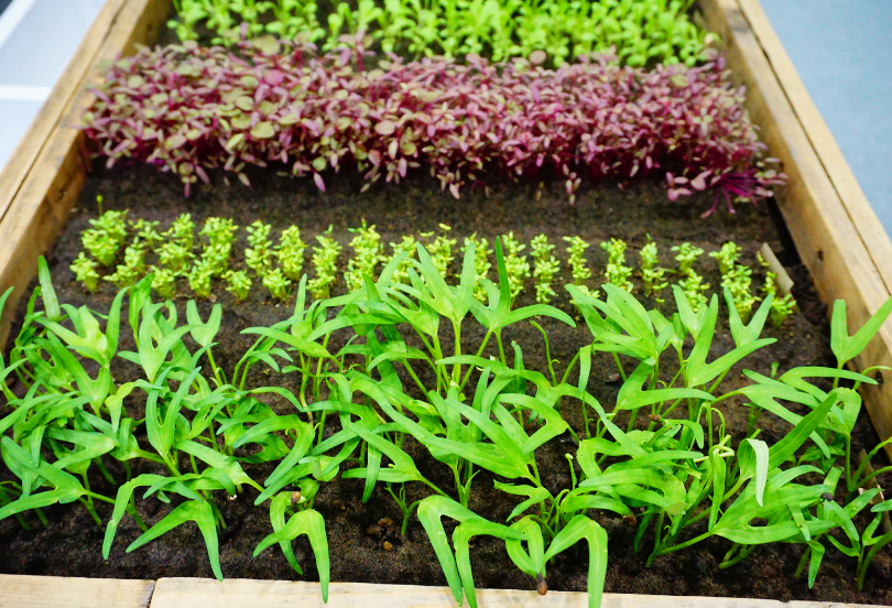 Vegetable Garden Vegetable Garden