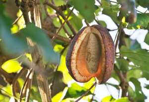 Akebia quinata