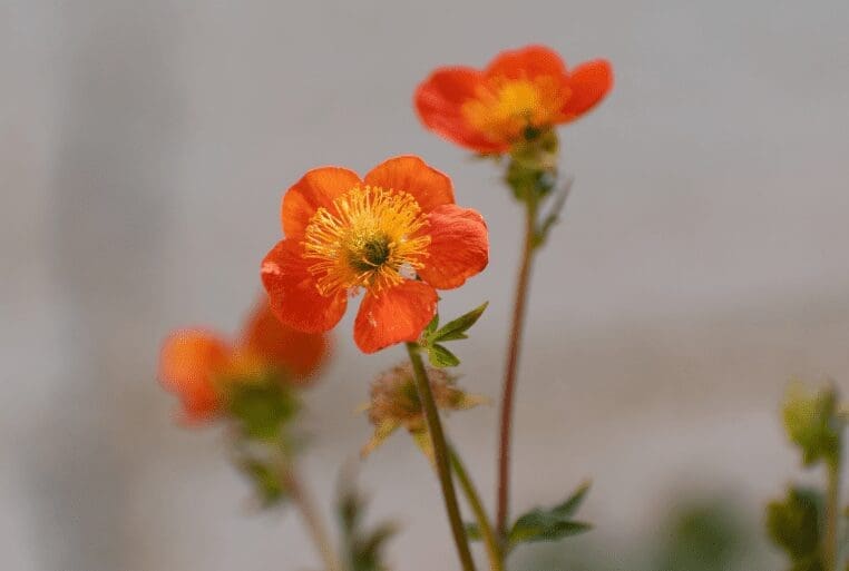 Avens Avens