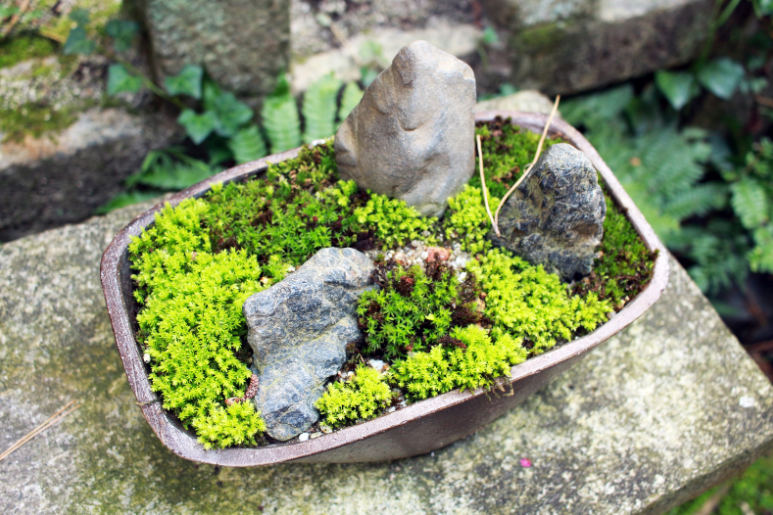 Bonsai Garden Bonsai Garden
