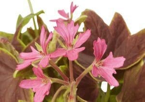 Chocolate Geranium Chocolate Geranium