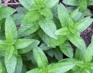 Chocolate Mint Chocolate Mint