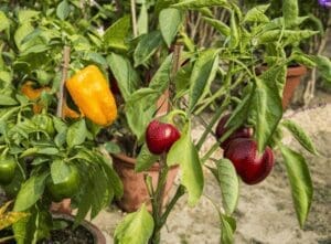 Chocolate Pepper Chocolate Pepper