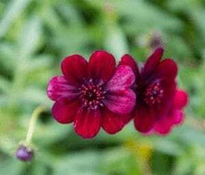 Chocolate cosmos plant Chocolate cosmos plant
