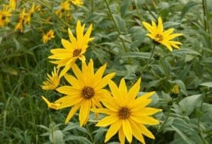 Helianthus tuberosus Helianthus tuberosus