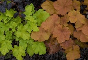 Heuchera Heuchera