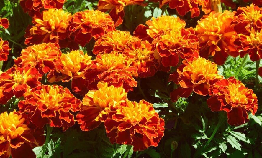 Marigolds Marigolds