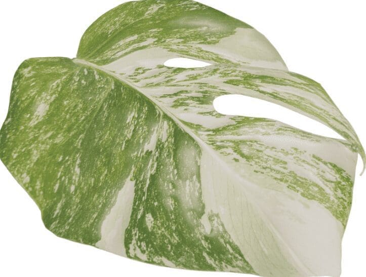 Monstera Aurea Marmorata Variegata Monstera Aurea Marmorata Variegata