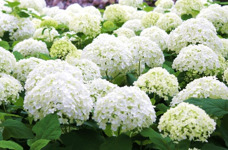 White Hydrangeas White Hydrangeas