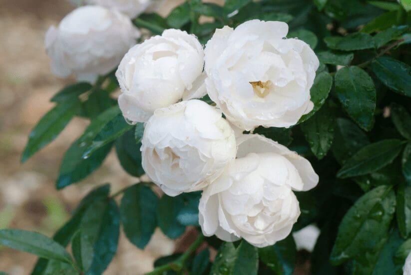 Rosa Hybrid Rosa Hybrid