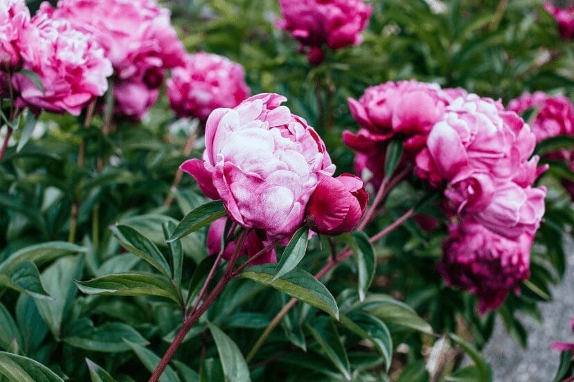 peonies peonies