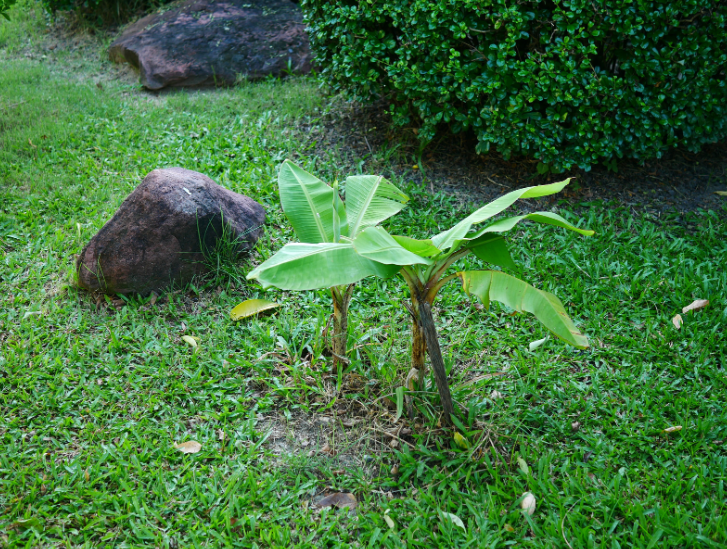 Banana trees Banana trees