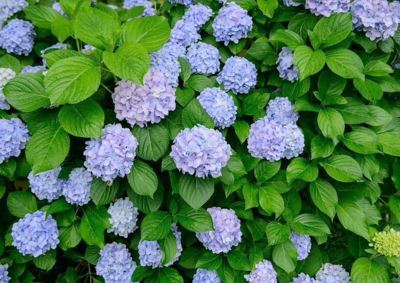 Bigleaf Hydrangea (Hydrangea macrophylla) Bigleaf Hydrangea (Hydrangea macrophylla)