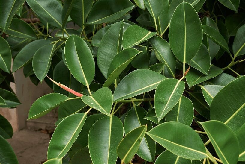 Ficus Tineke Ficus Tineke