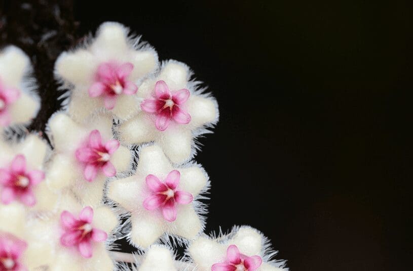 Hoya Obovata Hoya Obovata