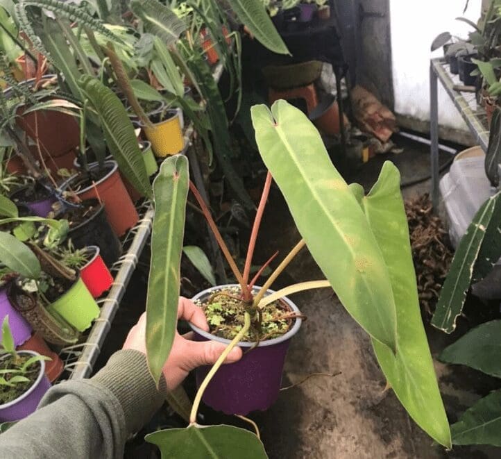 Philodendron Spiritus Sanctib Philodendron Spiritus Sancti