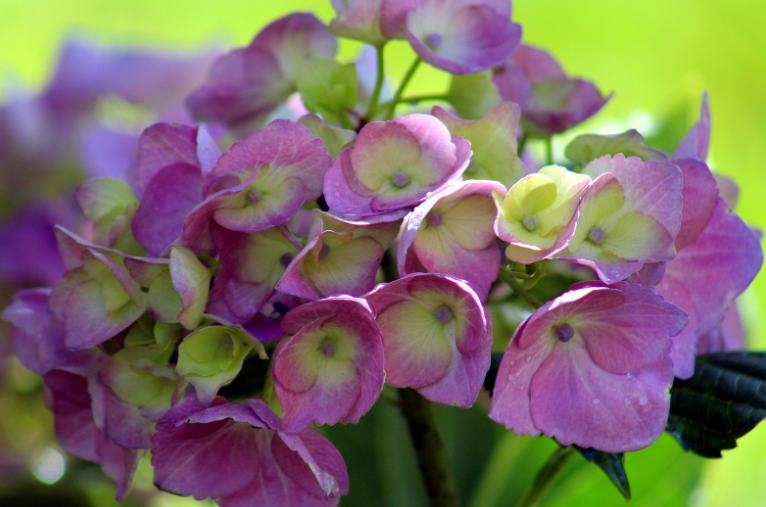 Endless Summer Hydrangeas A beautiful row of blooming Endless Summer Hydrangeas in a garden.
