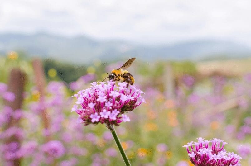 Get Bees To Your Garden Get Bees To Your Garden