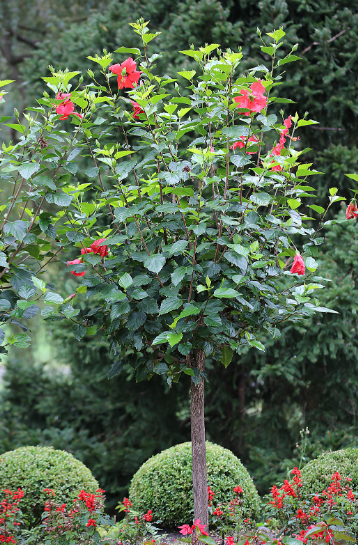 Hibiscus Tree Hibiscus Tree