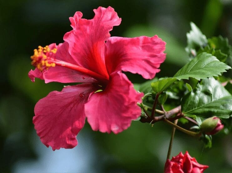 Hibiscus tree overwinter Hibiscus tree overwinter